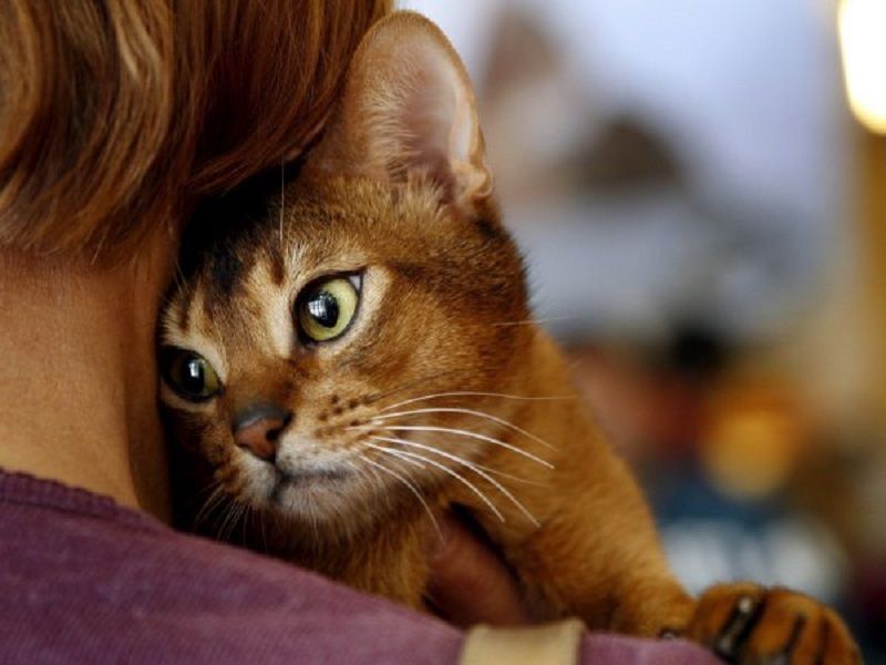 Почему говорят, что нужно улыбаться людям, даже если на сердце кошки скребут?